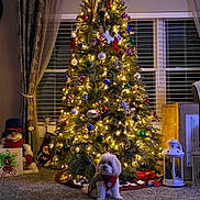 Chipper joined the competition — help win amazing prizes! box, carpet, christmas_tree, cozy, curtains, decor, dog, festive, fluffy_dog, holiday, holiday_decorations, indoor, lantern, lights, ornaments, pet, red_harness, seasonal, snowman, window