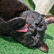 Pikachu participe au concours pour gagner de l'argent avec cette photo : cat, black_cat, tongue, grooming, close_up, whiskers, relaxed, outdoor, sunlight, green_surface, pet, animal, feline, sleepy, ears, fur, nose, paw, texture, nature