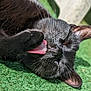 cat, black_cat, tongue, grooming, close_up, whiskers, relaxed, outdoor, sunlight, green_surface, pet, animal, feline, sleepy, ears, fur, nose, paw, texture, nature