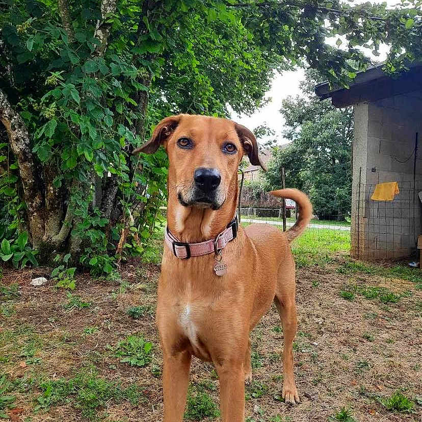 Mikie participe au concours pour gagner de l'argent avec cette photo : alert, animal, brown_dog, canine, collar, daytime, dog, domestic_animal, ears, fence, grass, ground, house, leafy, nature, outdoor, pet, tail, tree, yard