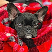 Vader Ramos is registered to the contest to win money with this photo: dog, french_bulldog, black_dog, blanket, red_blanket, plaid, cozy, pet, face, ears, snout, fur, indoor, closeup, comfort, resting, cute, animal, wrapped, warm