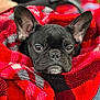 dog, french_bulldog, black_dog, blanket, red_blanket, plaid, cozy, pet, face, ears, snout, fur, indoor, closeup, comfort, resting, cute, animal, wrapped, warm