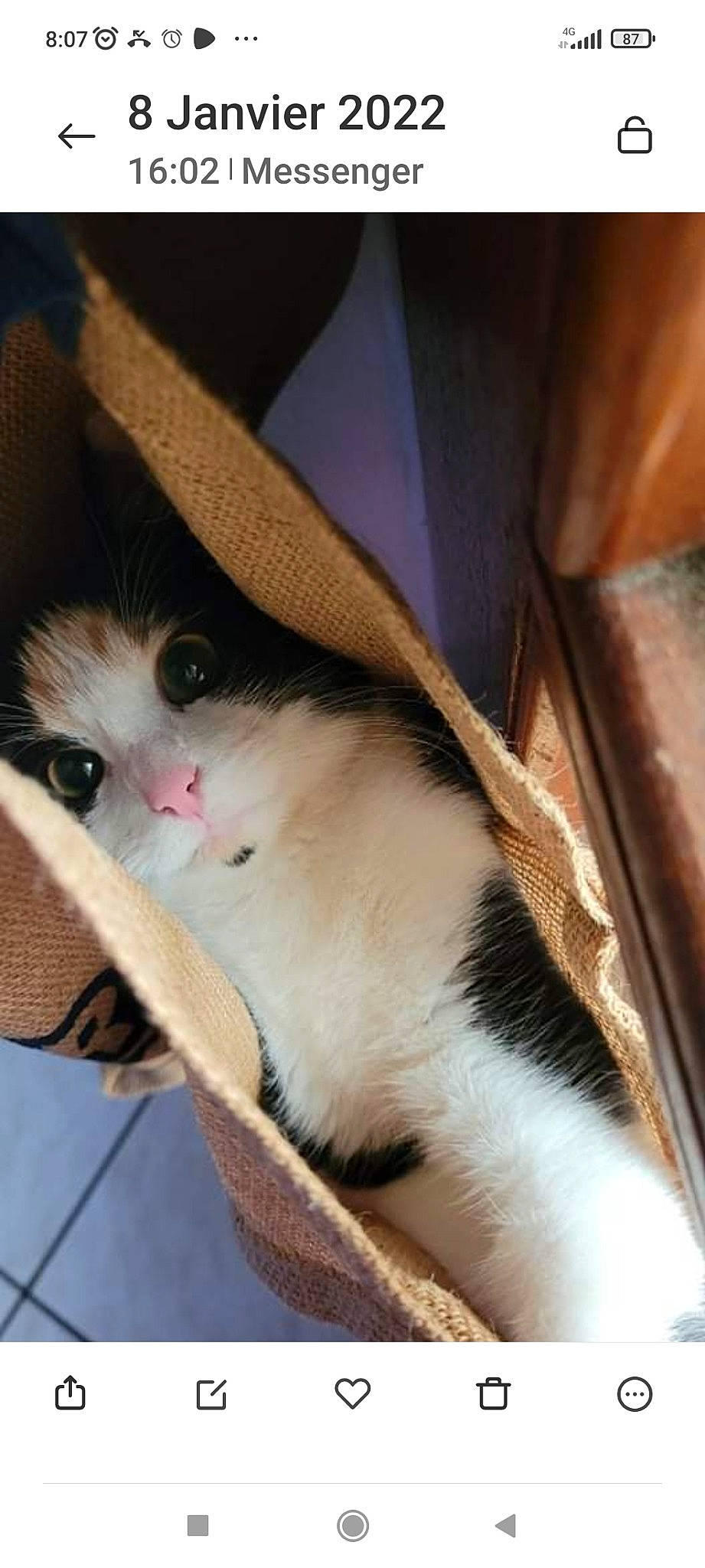 Craquotte a rejoint le concours — aidez-le/la à gagner de superbes lots ! basket, box, cardboard, carnivore, carton, cat, cat_supply, domestic_short_haired_cat, fawn, felidae, fur, mammal, packaging_and_labeling, packing_materials, pet_supply, shipping_box, small_to_medium_sized_cats, snout, whiskers, wood