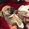 Maya is registered to the contest to win money with this photo: puppy, sleeping, dog, hands, bed, red_bedspread, plush_toy, cozy, cute, pet, fur, closed_eyes, resting, indoor, comfort, young_dog, animal, holding, relaxed, adorable