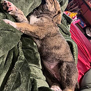 Maya is registered to the contest to win money with this photo: puppy, dog, sleeping, blanket, green_blanket, indoor, cozy, pet, fur, cute, resting, paw, nap, animal, living_room, comfort, relaxation, young_dog, sleep, snuggled