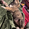 puppy, dog, sleeping, blanket, green_blanket, indoor, cozy, pet, fur, cute, resting, paw, nap, animal, living_room, comfort, relaxation, young_dog, sleep, snuggled