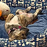 Maya is registered to the contest to win money with this photo: puppy, dog, bed, blue, plush_toy, collar, indoor, relaxed, lying_down, paw_print, bone_pattern, cozy, pet, cute, fur, pink_collar, toy, carpet, resting, sleepy