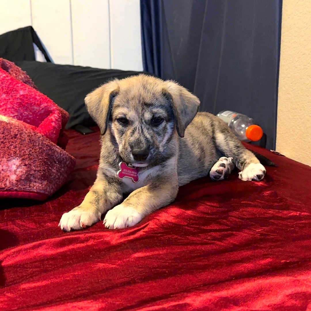 Maya