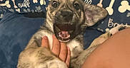 Maya is registered to the contest to win money with this photo: puppy, dog, pet, playful, hand, bed, blanket, bone_pattern, cozy, indoor, cute, fur, animal, smiling, happy, young_dog, paw, canine, domestic_animal, resting