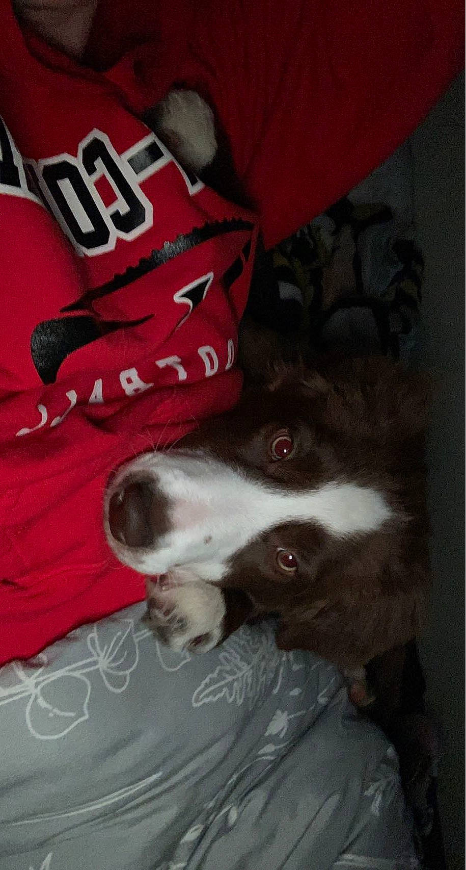 Oakley is registered to the contest to win money with this photo: border_collie, canidae, carmine, carnivore, companion_dog, dog, dog_breed, dog_supply, fur, herding_dog, mcnab, non_sporting_group, paw, snout, sporting_group, working_animal, working_dog