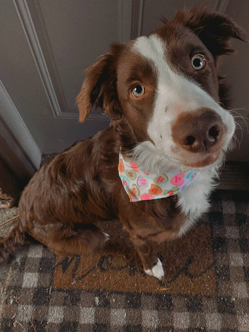 Oakley is registered to the contest to win money with this photo: border_collie, canidae, carnivore, circle, collar, companion_dog, dog, dog_breed, dog_collar, fawn, fur, gun_dog, liver, pattern, snout, spaniel, sporting_group, whiskers, working_animal, working_dog