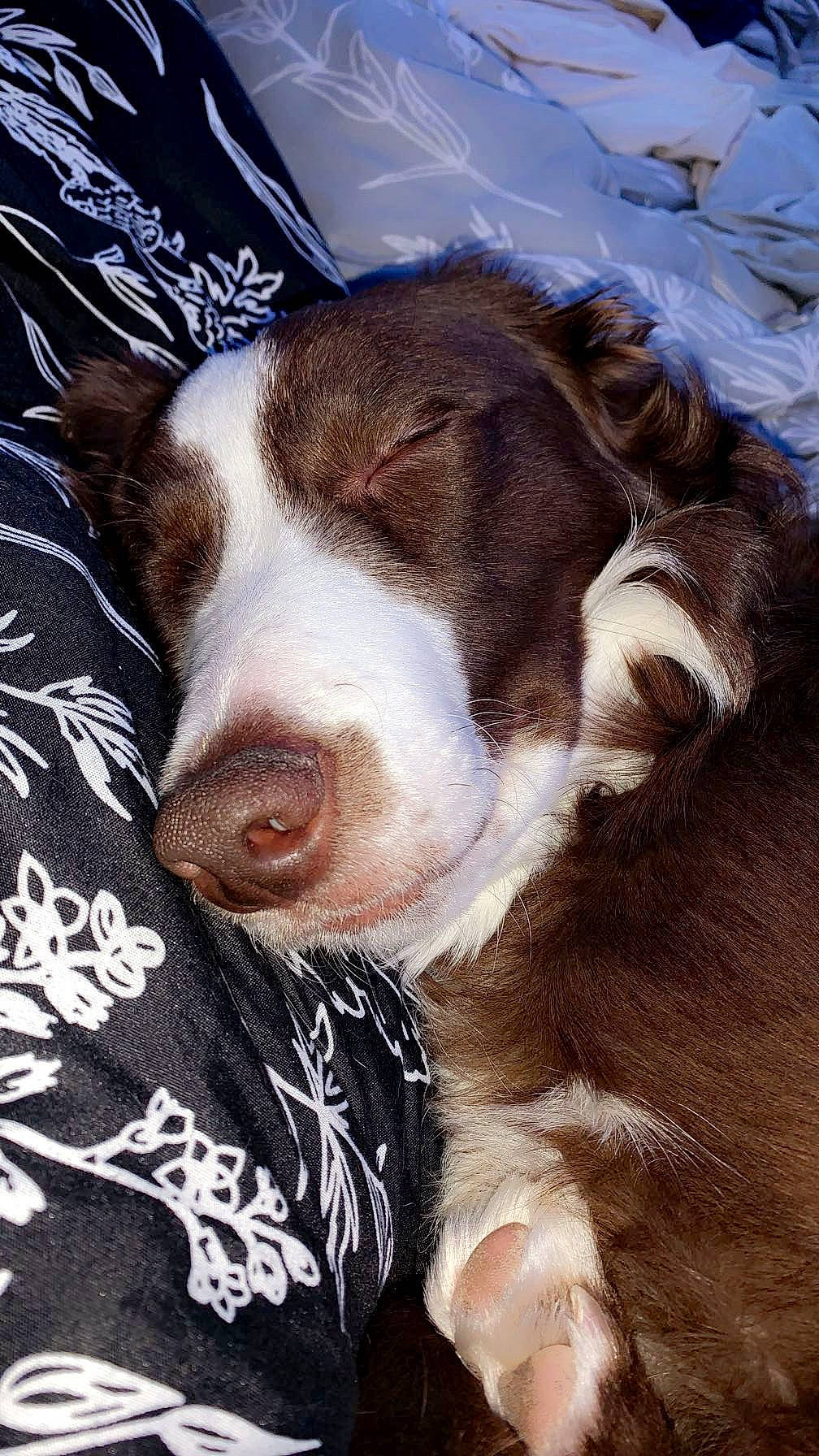 Oakley joined the competition — help win amazing prizes! canidae, carnivore, collar, companion_dog, dog, dog_breed, eye, fawn, fur, herding_dog, liver, paw, puppy_love, recipe, snout, sporting_group, street_dog, whiskers, working_animal, working_dog