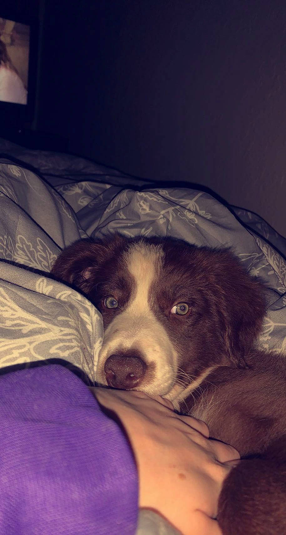 Oakley is registered to the contest to win money with this photo: canidae, carnivore, cloud, comfort, companion_dog, couch, darkness, dog, dog_breed, fur, linens, non_sporting_group, paw, puppy_love, sky, snout, sporting_group, tints_and_shades, whiskers, working_animal