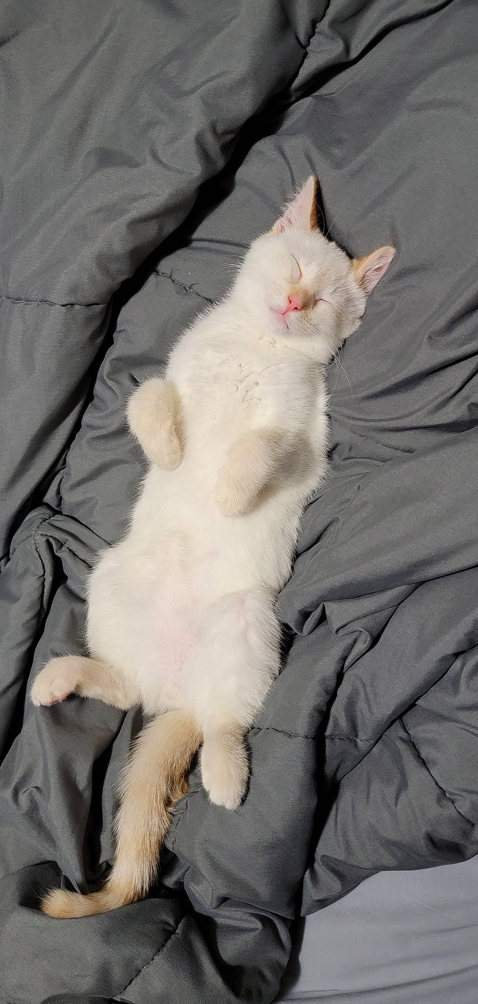 Solas is registered to the contest to win money with this photo: carnivore, cat, claw, comfort, fang, felidae, fur, natural_material, paw, small_to_medium_sized_cats, tail, terrestrial_animal, whiskers