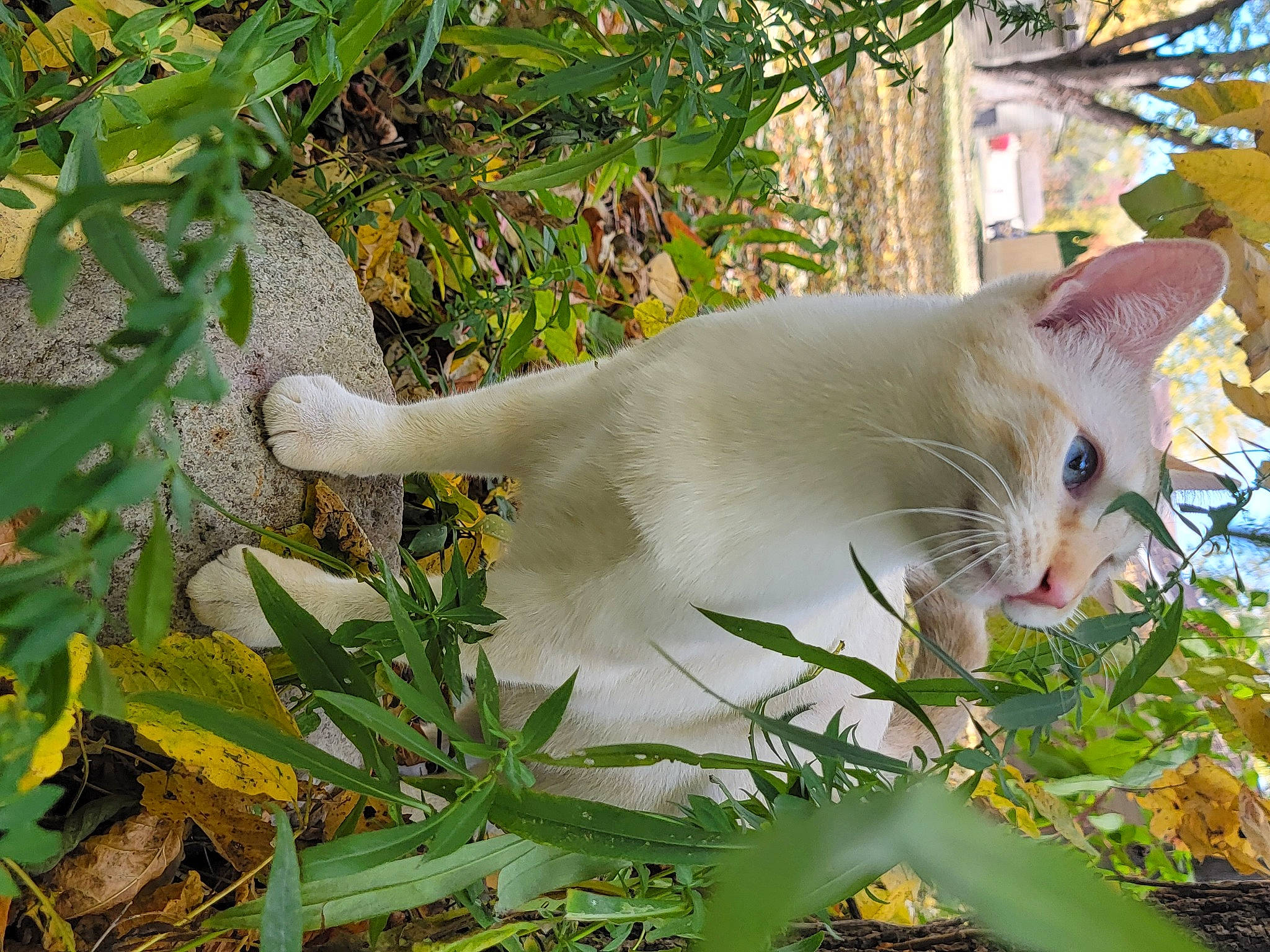 Solas is registered to the contest to win money with this photo: carnivore, cat, domestic_short_haired_cat, fawn, felidae, fur, grass, herb, plant, plant_stem, small_to_medium_sized_cats, tail, terrestrial_animal, tree, twig, whiskers, wood