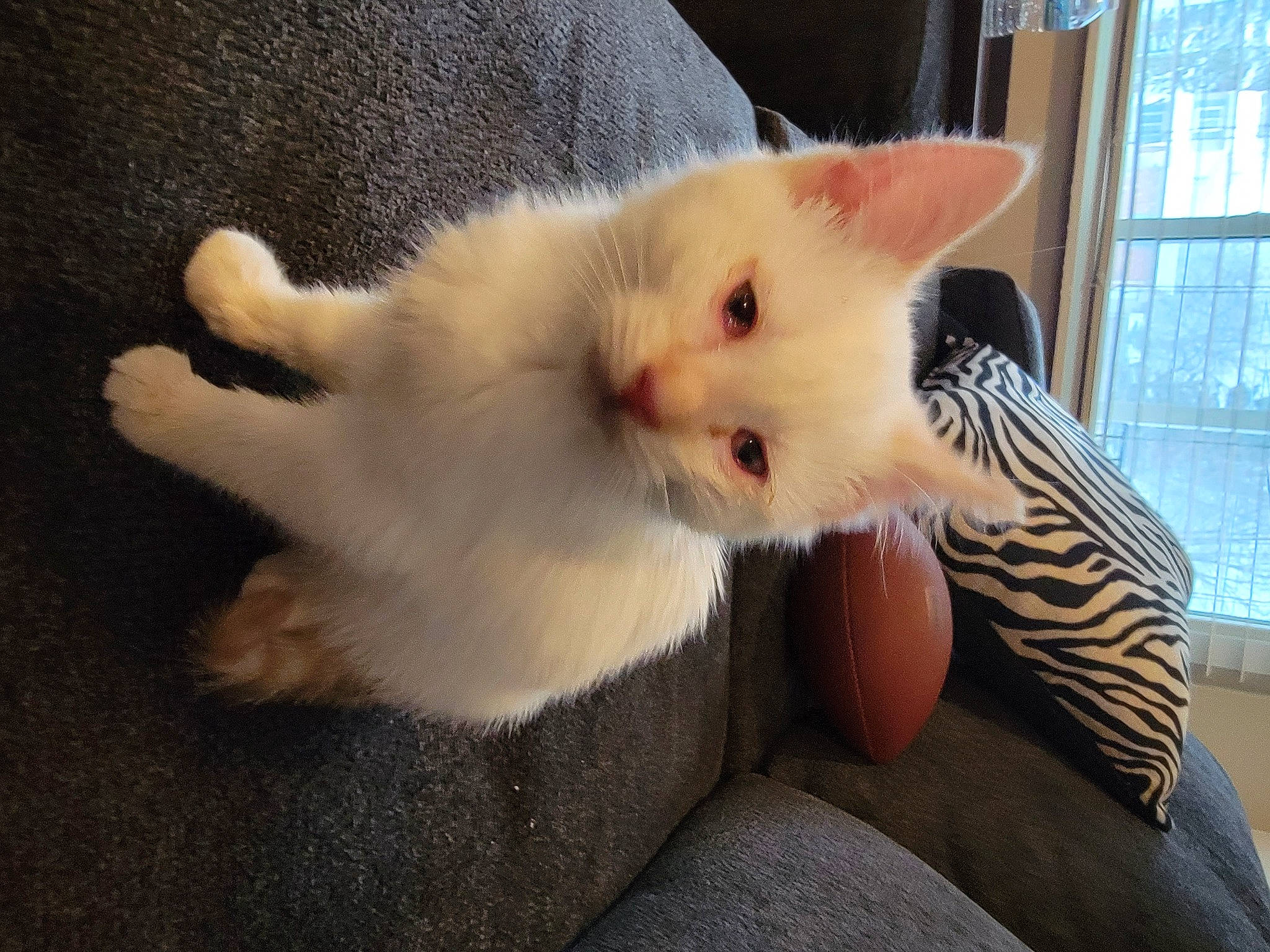 Solas joined the competition — help win amazing prizes! carnivore, cat, claw, comfort, domestic_short_haired_cat, eye, fawn, felidae, foot, fur, gesture, human_leg, nail, paw, small_to_medium_sized_cats, snout, tail, whiskers, window, window_blind