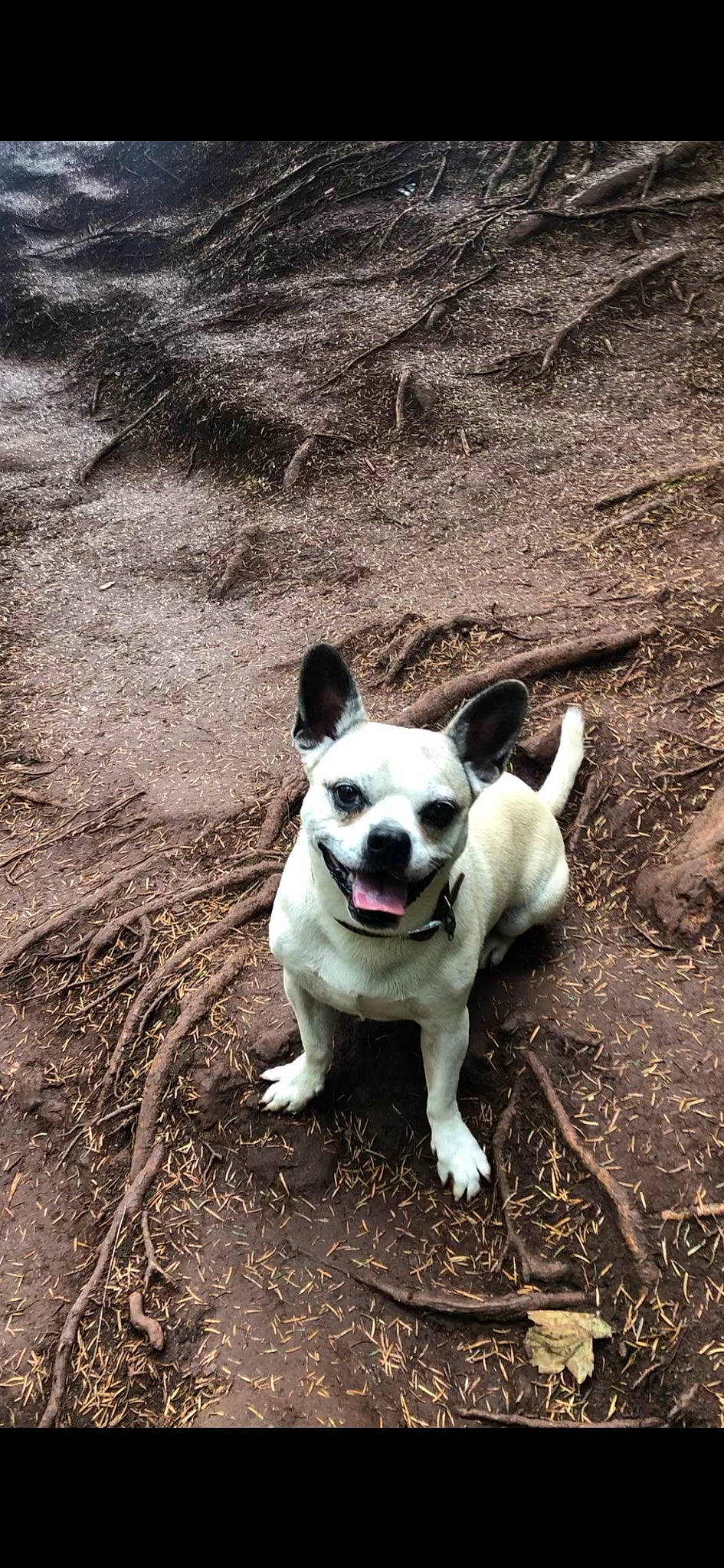 Victor participe au concours pour gagner de l'argent avec cette photo : adventure, canidae, carnivore, companion_dog, dog, dog_breed, fawn, grass, non_sporting_group, plant, snout, soil, sporting_group, tail, tree, working_animal