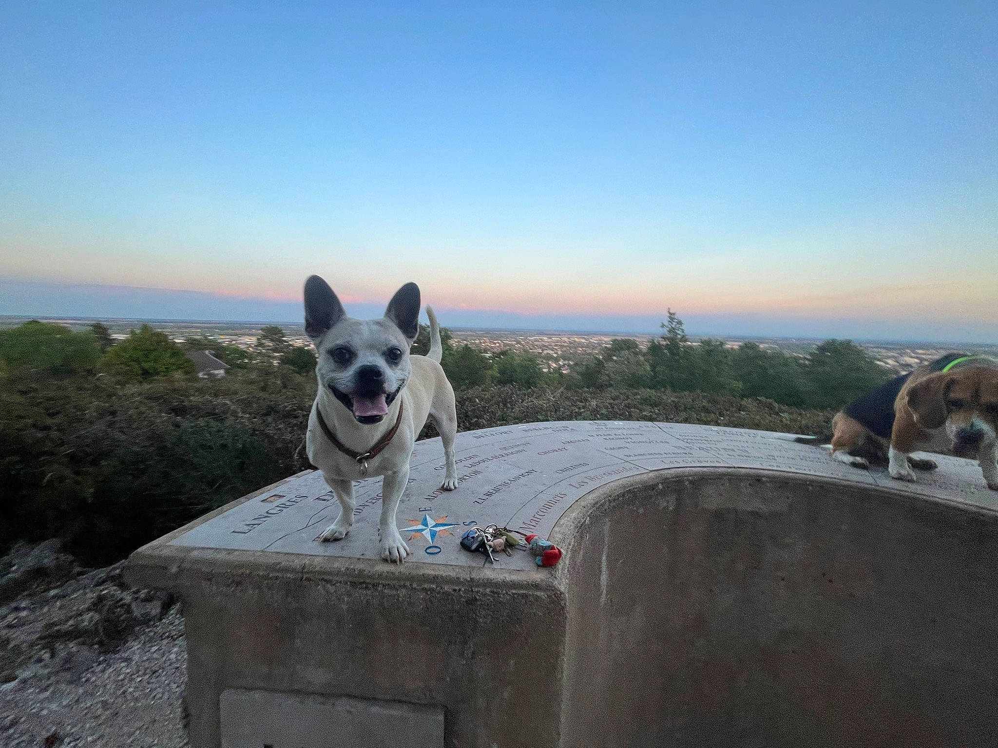 Victor participe au concours pour gagner de l'argent avec cette photo : adventure, australian_cattle_dog, canidae, carnivore, cloud, companion_dog, dog, dog_breed, dog_supply, fawn, herding_dog, horizon, landscape, plant, sitting, sky, sporting_group, tail, tourism, tree