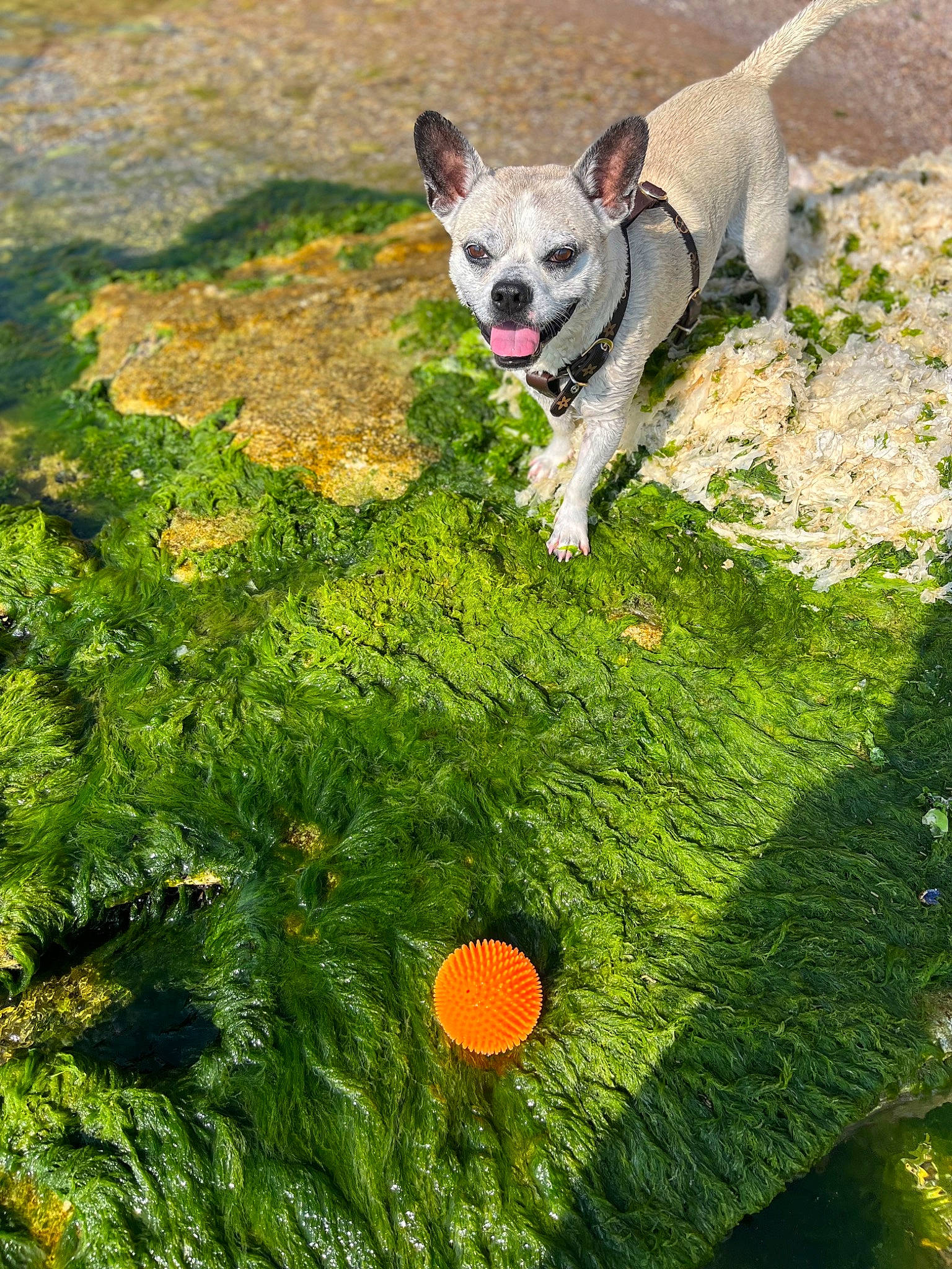 Victor participe au concours pour gagner de l'argent avec cette photo : adventure, canidae, carnivore, companion_dog, dog, dog_breed, fawn, grass, grassland, green, groundcover, landscape, leaf, leisure, people_in_nature, plant, sporting_group, tail, terrestrial_animal, working_animal