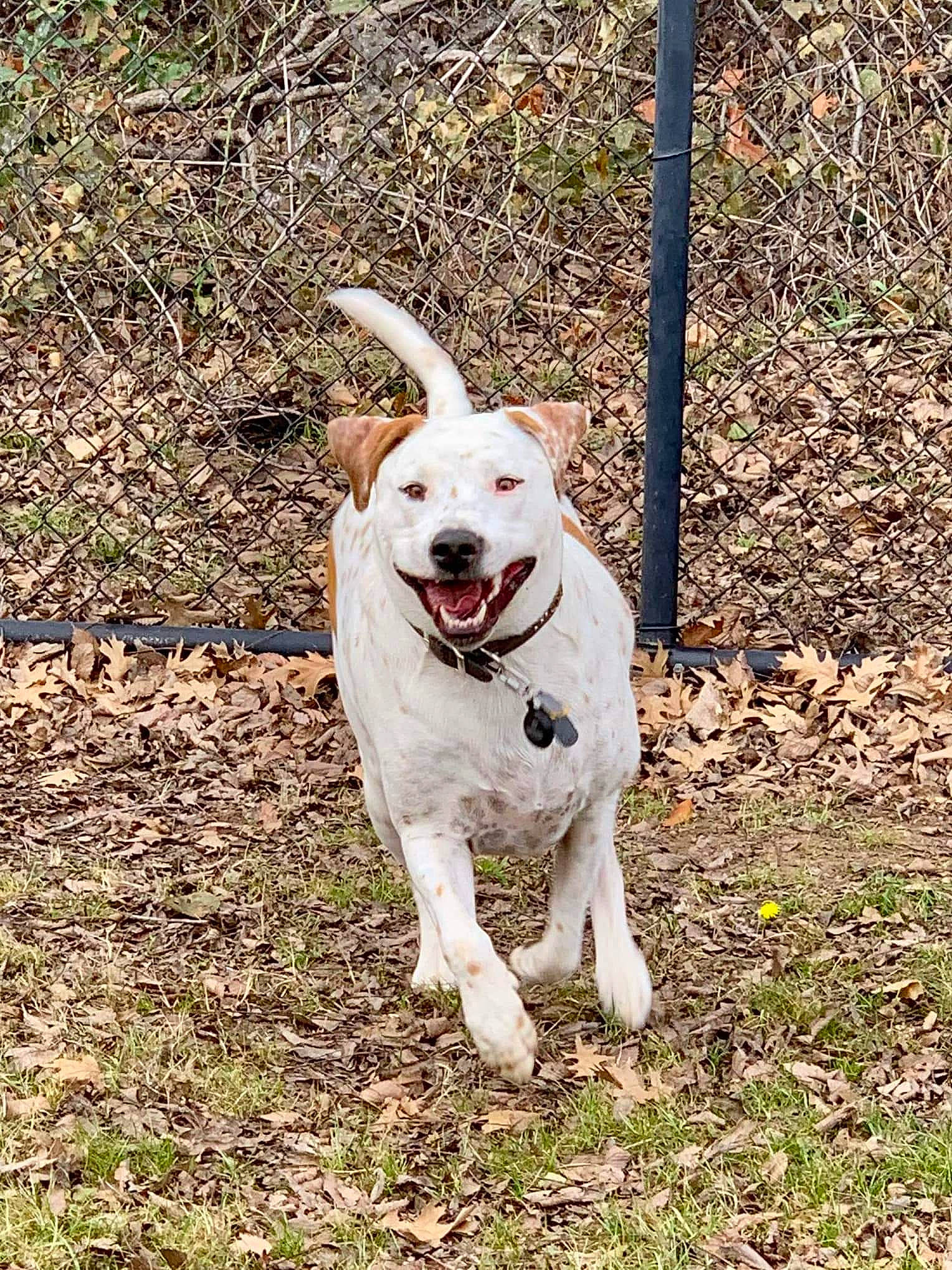 T.j. is registered to the contest to win money with this photo: carnivore, collar, companion_dog, dog, dog_breed, dog_collar, dog_supply, fang, fawn, grass, non_sporting_group, plant, soil, tail, terrestrial_animal, working_animal, working_dog