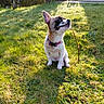 animal, canine, collar, curious, daylight, dog, garden, grass, greenery, happy, nature, outdoor, pet, playful, puppy, sitting, small_dog, stick, sunlight, yard