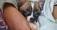 Locky a rejoint le concours — aidez-le/la à gagner de superbes lots ! adorable, arms, blanket, brown_and_white, close_up, comfort, cozy, cute, dog, ears, indoors, paw, pet, puppy, resting, sleepy, snuggling, soft, warm, young_dog