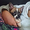 adorable, arms, blanket, brown_and_white, close_up, comfort, cozy, cute, dog, ears, indoors, paw, pet, puppy, resting, sleepy, snuggling, soft, warm, young_dog