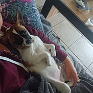 Locky a rejoint le concours — aidez-le/la à gagner de superbes lots ! dog, small_dog, lap, person, maroon_hoodie, floral_cushion, blanket, tile_floor, indoor, relaxed, pet, cozy, casual, resting, cute, white_fur, brown_fur, black_markings, paw, hand