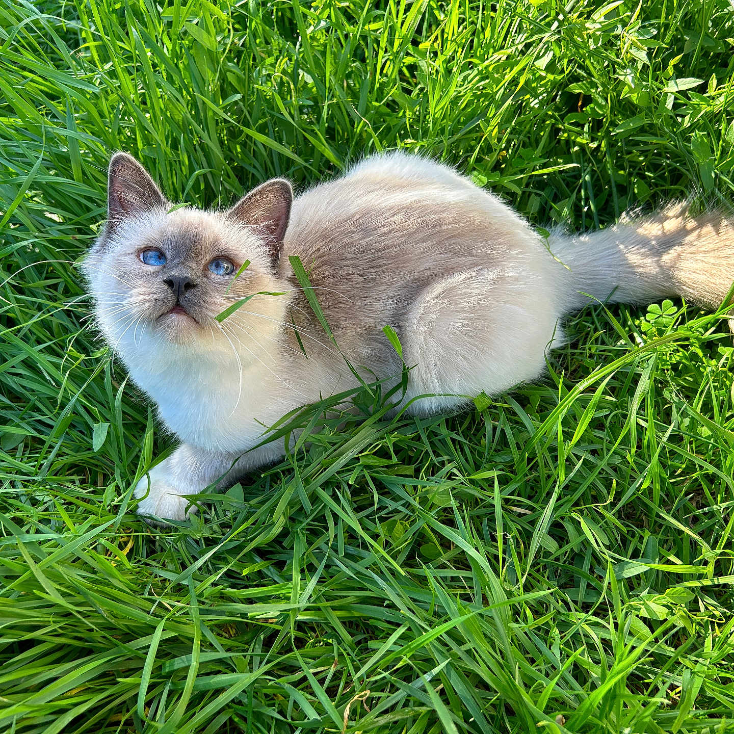 Vaïana a rejoint le concours — aidez-le/la à gagner de superbes lots ! angora, animal, cat, countryside, field, flower, grass, grassland, green, kitten, lawn, manx, meadow, nature, outdoors, pet, plant, rural, siamese