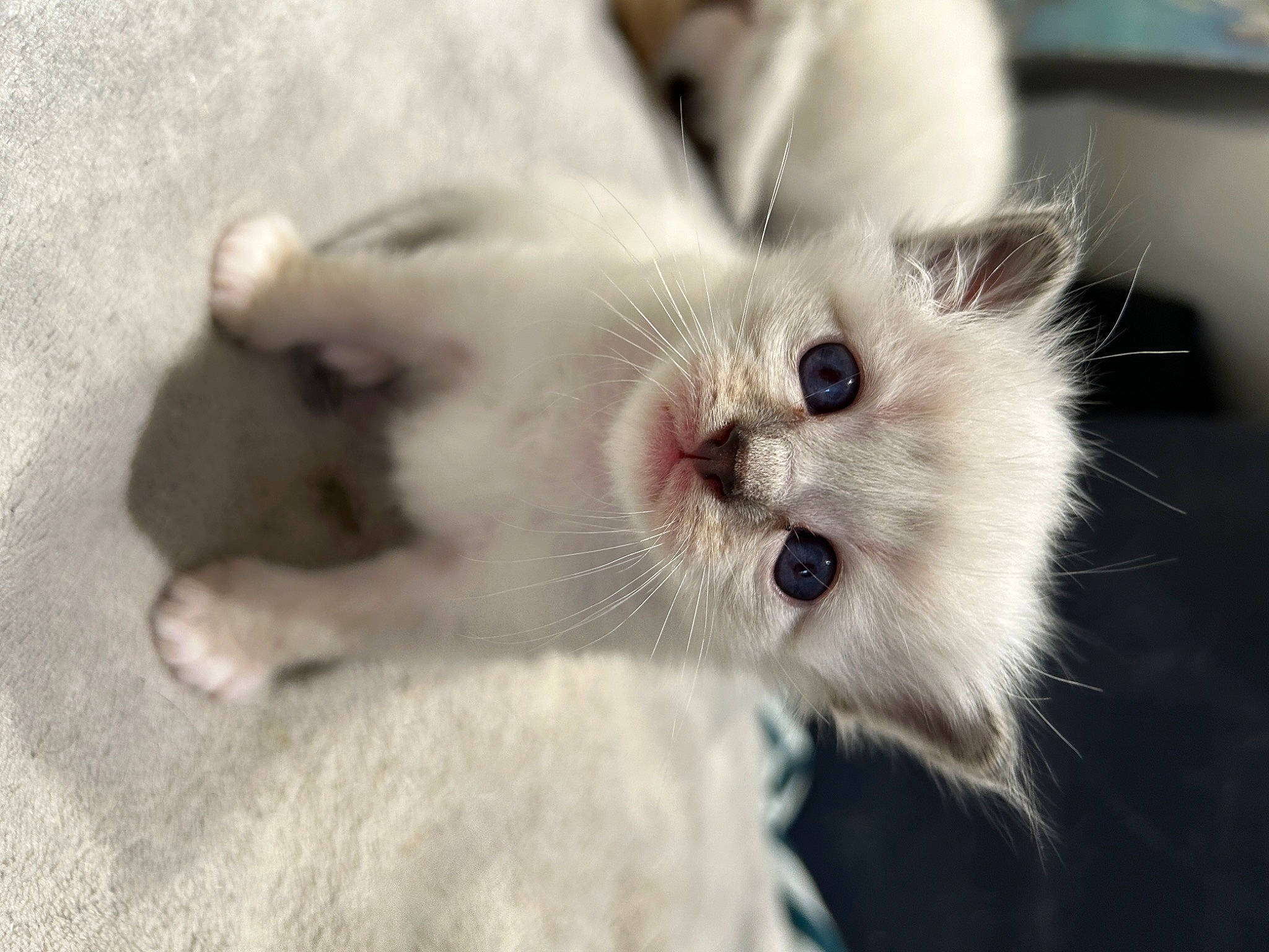 Ulysse a rejoint le concours — aidez-le/la à gagner de superbes lots ! carnivore, cat, claw, comfort, domestic_short_haired_cat, fawn, felidae, fur, paw, small_to_medium_sized_cats, snout, tail, whiskers