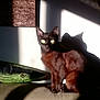 cat, indoor, sunlight, shadow, couch, fish_object, pet, feline, wall, light, shadow_play, animal, looking, sitting, curious, furniture, brown_cat, yellow_eyes, cozy, home