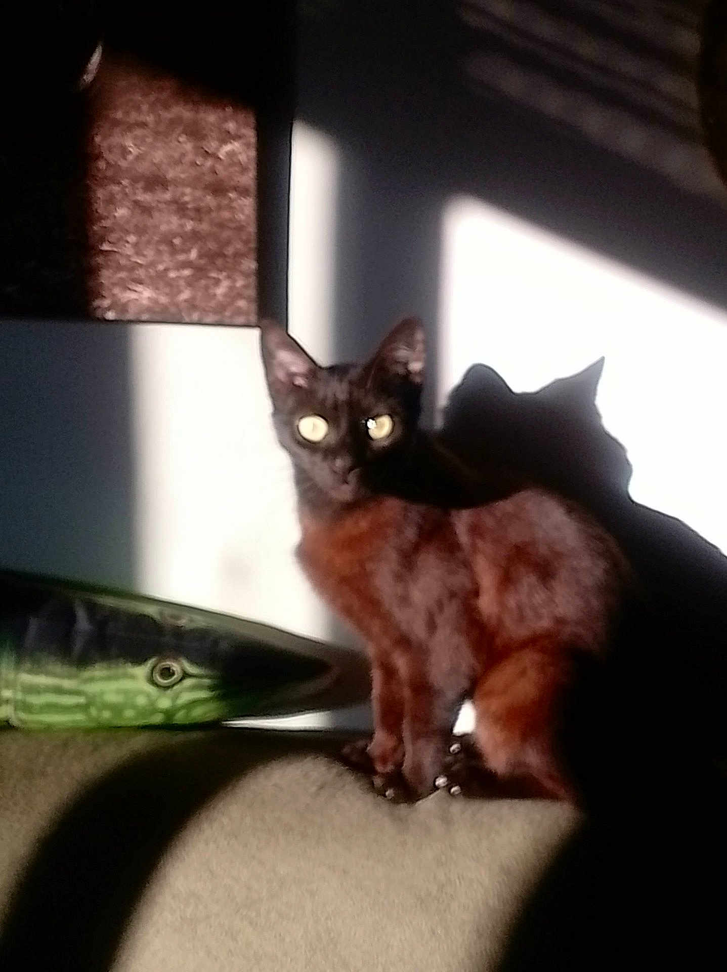 Farine a rejoint le concours — aidez-le/la à gagner de superbes lots ! cat, indoor, sunlight, shadow, couch, fish_object, pet, feline, wall, light, shadow_play, animal, looking, sitting, curious, furniture, brown_cat, yellow_eyes, cozy, home