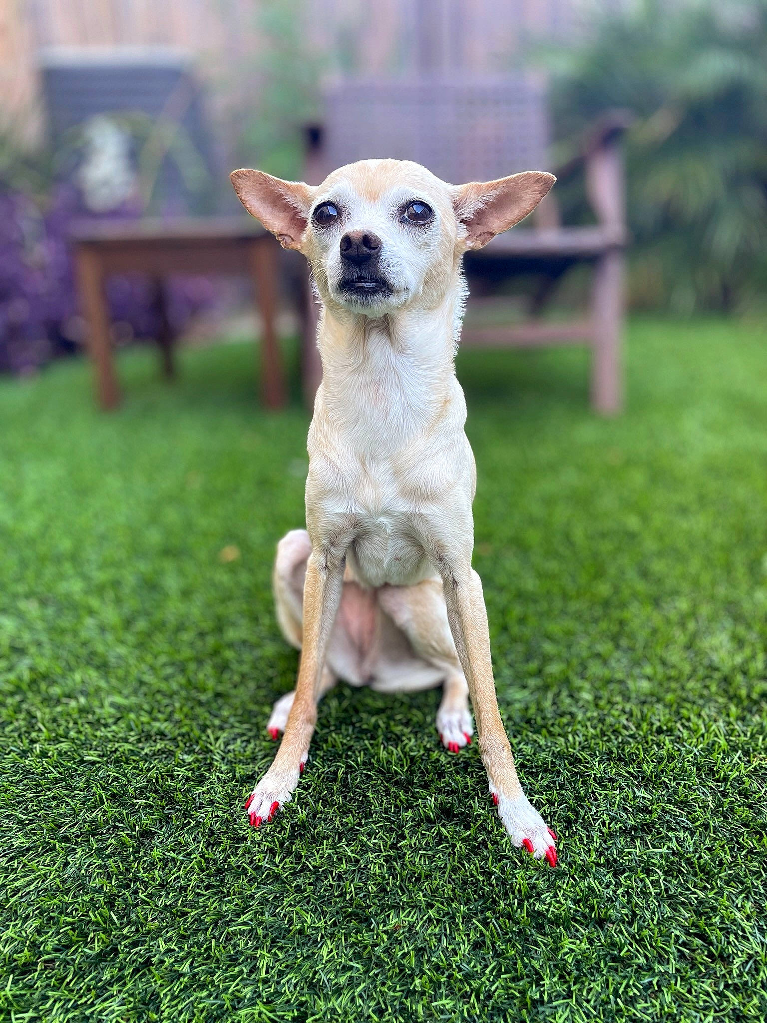 Dolly joined the competition — help win amazing prizes! art, canidae, carnivore, chair, companion_dog, dog, dog_breed, dog_supply, fawn, grass, grassland, green, groundcover, plant, snout, sporting_group, tail, terrestrial_animal, toy_dog, whiskers