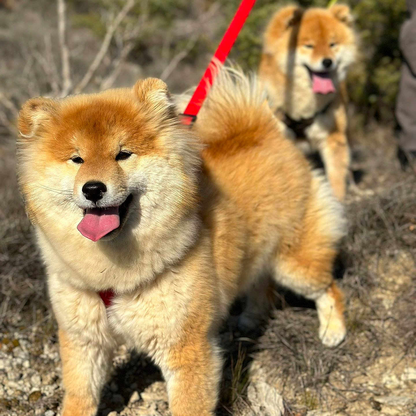 Aïko a rejoint le concours — aidez-le/la à gagner de superbes lots ! adventure, animal, canine, daylight, dog, fluffy, fur, happy, leash, nature, outdoor, pet, playful, rocks, shiba_inu, smiling, sunny, tongue_out, two_dogs, walking
