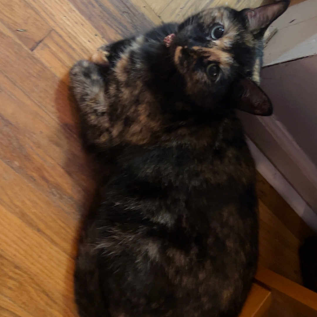 Pam joined the competition — help win amazing prizes! animal, cat, chair, collar, curious, domestic_cat, ears, eyes, feline, flooring, fur, home, indoor, looking_back, pet, quiet, resting, tortoiseshell, whiskers, wooden_floor