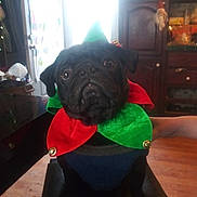 Chase joined the competition — help win amazing prizes! animal, bells, black_dog, chair, costume, cute, decor, dog, door, festive, furniture, hand, holiday, indoor, jester_collar, pet, portrait, pug, window, wood_floor