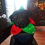 animal, bells, black_dog, chair, costume, cute, decor, dog, door, festive, furniture, hand, holiday, indoor, jester_collar, pet, portrait, pug, window, wood_floor