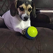 Leia is registered to the contest to win money with this photo: animal, ball, brown, companion, couch, curious, cute, dog, domestic, ears, face, fur, indoor, paw, pet, playful, quilted, resting, small_dog, toy