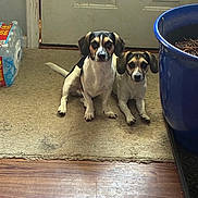 Luke And Leia joined the competition — help win amazing prizes! dogs, puppies, pet, sitting, indoors, portrait, black_and_white, brown, white, floppy_ears, long_tail, two_animals, carpet, door, planter, houseplant, water_bottles, wood_floor, home, funny_expression