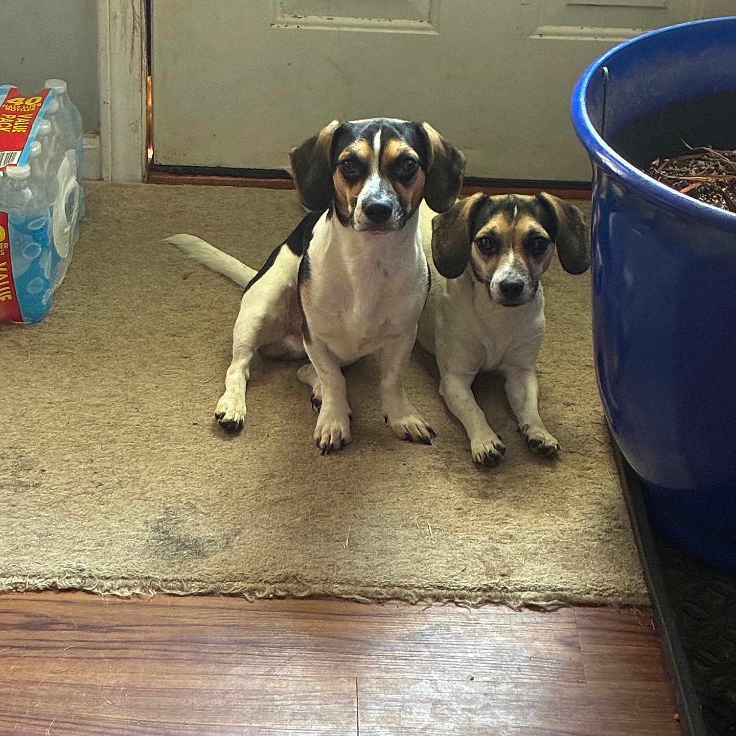 Luke And Leia joined the competition — help win amazing prizes! dogs, puppies, pet, sitting, indoors, portrait, black_and_white, brown, white, floppy_ears, long_tail, two_animals, carpet, door, planter, houseplant, water_bottles, wood_floor, home, funny_expression