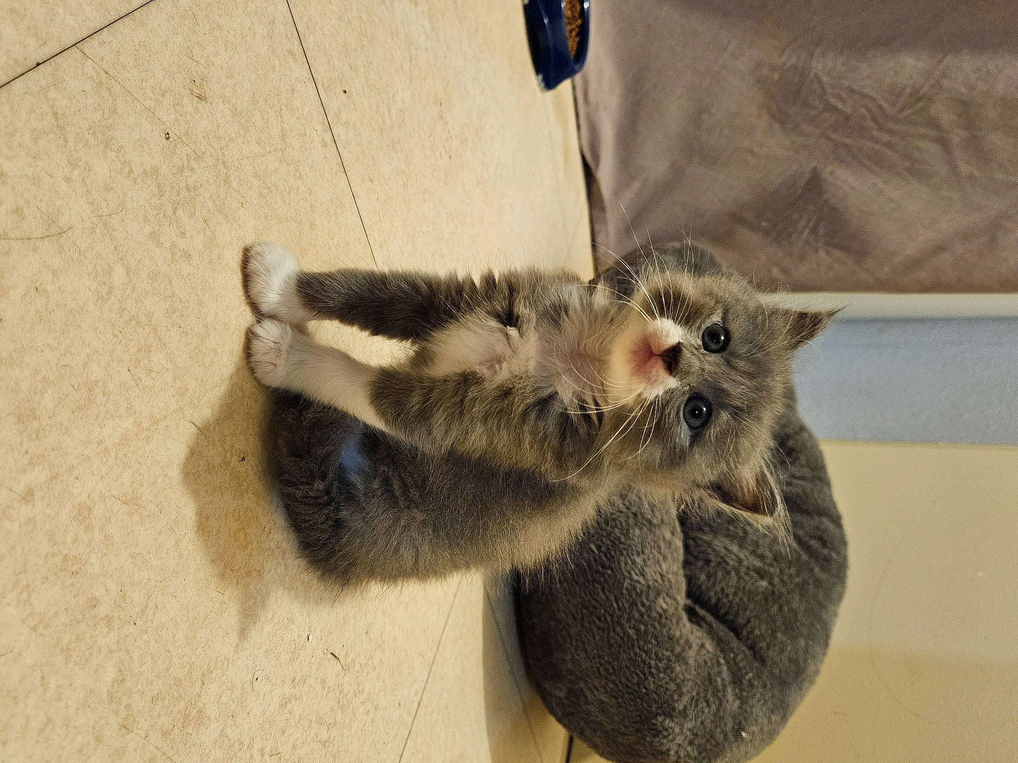 Nanou participe au concours pour gagner de l'argent avec cette photo : carnivore, cat, claw, comfort, domestic_short_haired_cat, fawn, felidae, foot, fur, paw, small_to_medium_sized_cats, snout, tail, terrestrial_animal, whiskers