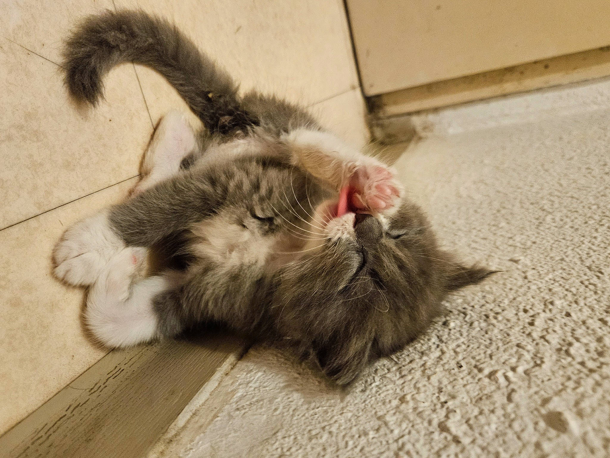 Nanou participe au concours pour gagner de l'argent avec cette photo : carnivore, cat, claw, comfort, domestic_short_haired_cat, fawn, felidae, flooring, foot, fur, hardwood, nap, paw, sleep, small_to_medium_sized_cats, tail, whiskers, wood