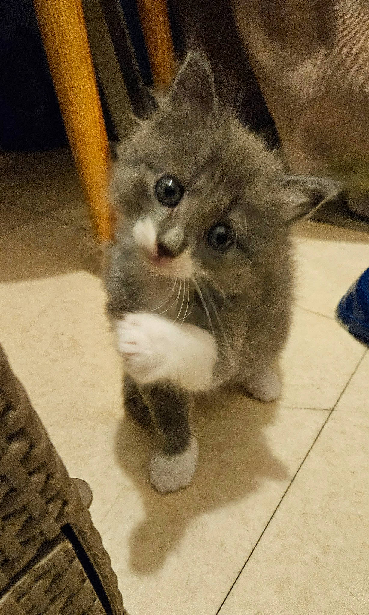 Nanou participe au concours pour gagner de l'argent avec cette photo : carnivore, cat, claw, comfort, companion_dog, domestic_short_haired_cat, eye, fawn, felidae, floor, flooring, fur, hardwood, paw, small_to_medium_sized_cats, snout, tail, terrestrial_animal, whiskers, wood