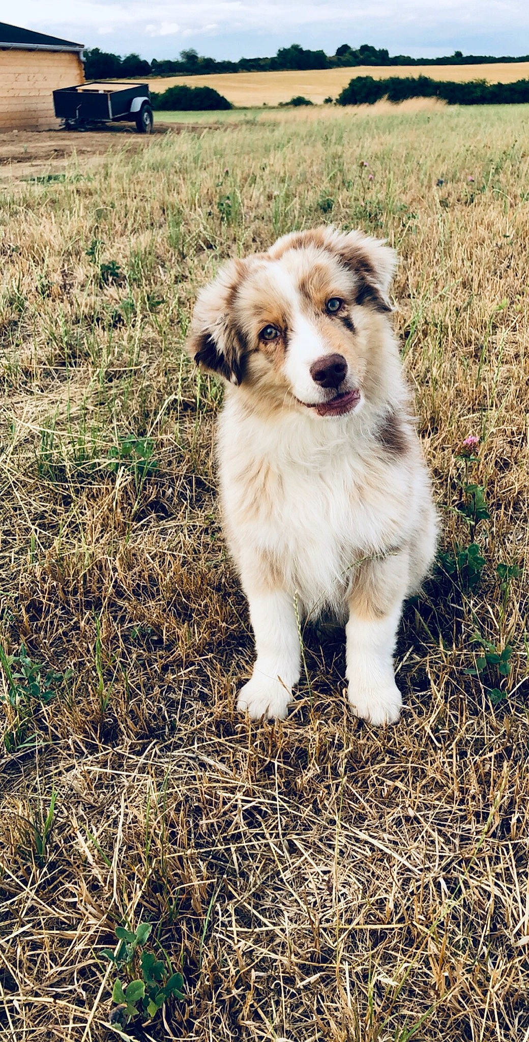 Pixel a rejoint le concours — aidez-le/la à gagner de superbes lots ! aidi, australian_collie, australian_shepherd, border_collie, canidae, carnivore, companion_dog, dog, dog_breed, english_shepherd, herding_dog, mammal, miniature_australian_shepherd, puppy, rare_breed_dog, sporting_group, tornjak, vertebrate, welsh_sheepdog, working_dog