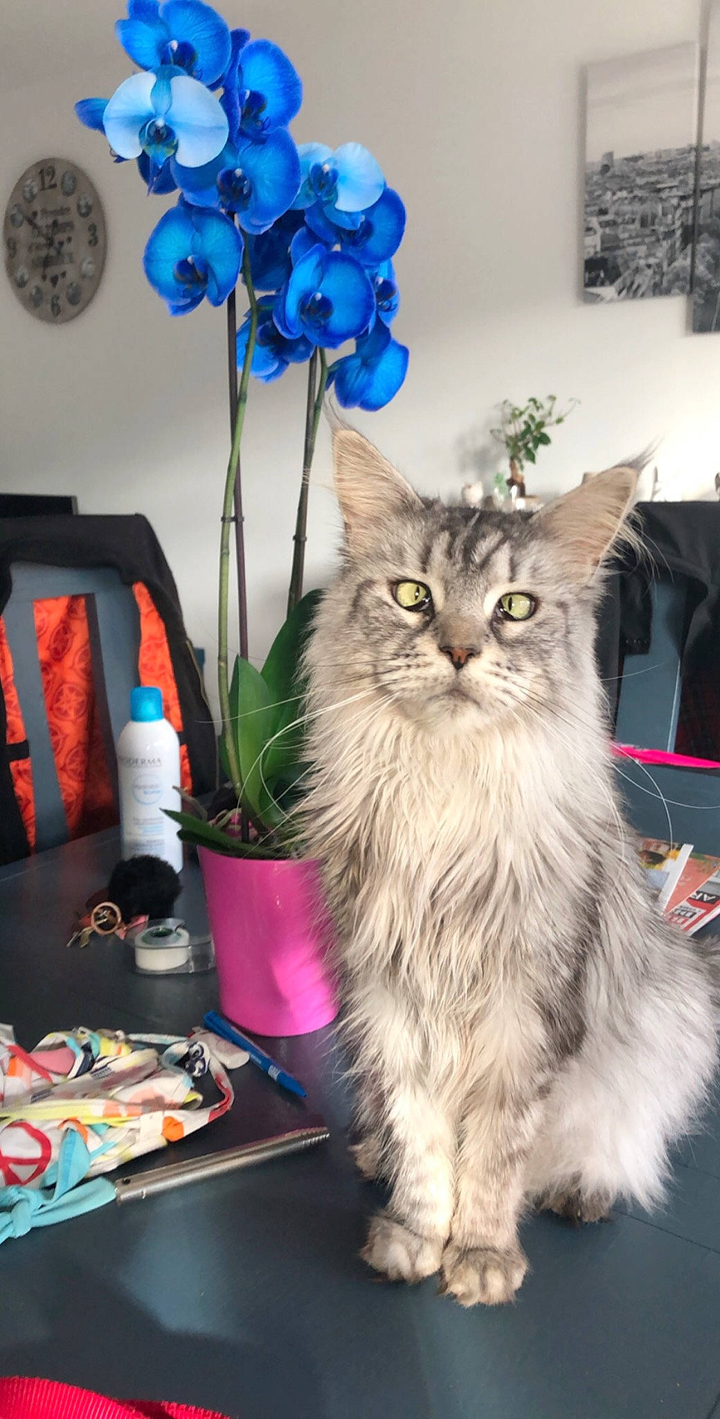 Miha a rejoint le concours — aidez-le/la à gagner de superbes lots ! american_curl, asian_semi_longhair, carnivore, cat, domestic_long_haired_cat, felidae, kitten, maine_coon, mammal, napoleon_cat, norwegian_forest_cat, persian, plant, ragamuffin, siberian, small_to_medium_sized_cats, tabby_cat, whiskers