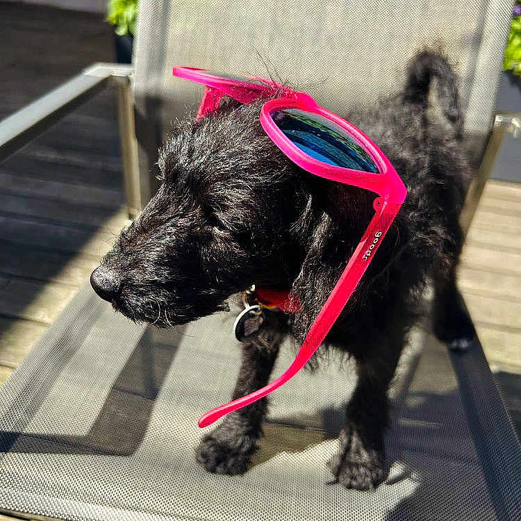 Jinx joined the competition — help win amazing prizes! accessories, affenpinscher, animal, canine, dog, furniture, glasses, goggles, leash, pet, plant, poodle, puppy, racket, sport, strap, sunglasses, tennis, tennisracket, terrier