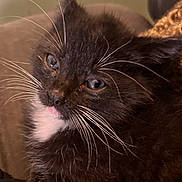 Mr. Pickles joined the competition — help win amazing prizes! kitten, cat, tuxedo_cat, pet, whiskers, black_fur, white_fur, close_up, portrait, fuzzy, paw, pink_tongue, indoor, cozy, sofa, eyes, feline, domestic_animal, young_animal, cute