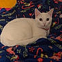 Rigby is registered to the contest to win money with this photo: animal, bedroom, blanket, cat, collar, colorful, cozy, curious_eyes, cute, domestic_animal, feline, holiday_theme, indoor, patterned_blanket, pet, relaxed, resting, soft_texture, spongebob, white_cat