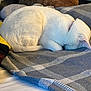 animal, bed, blanket, cat, comfortable, cozy, curled_up, domestic_animal, feline, fur, indoor, orange_cat, pet, plaid, quiet, relaxation, resting, sleeping, soft, white_cat