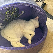 Rigby joined the competition — help win amazing prizes! animal, carpeted_floor, cartoon_design, cat_bed, cozy, cute, cute_pet, domestic_cat, feline, fur, home, indoor, pet, purple_bed, quiet, relaxed, resting, sleeping_cat, soft_texture, white_cat